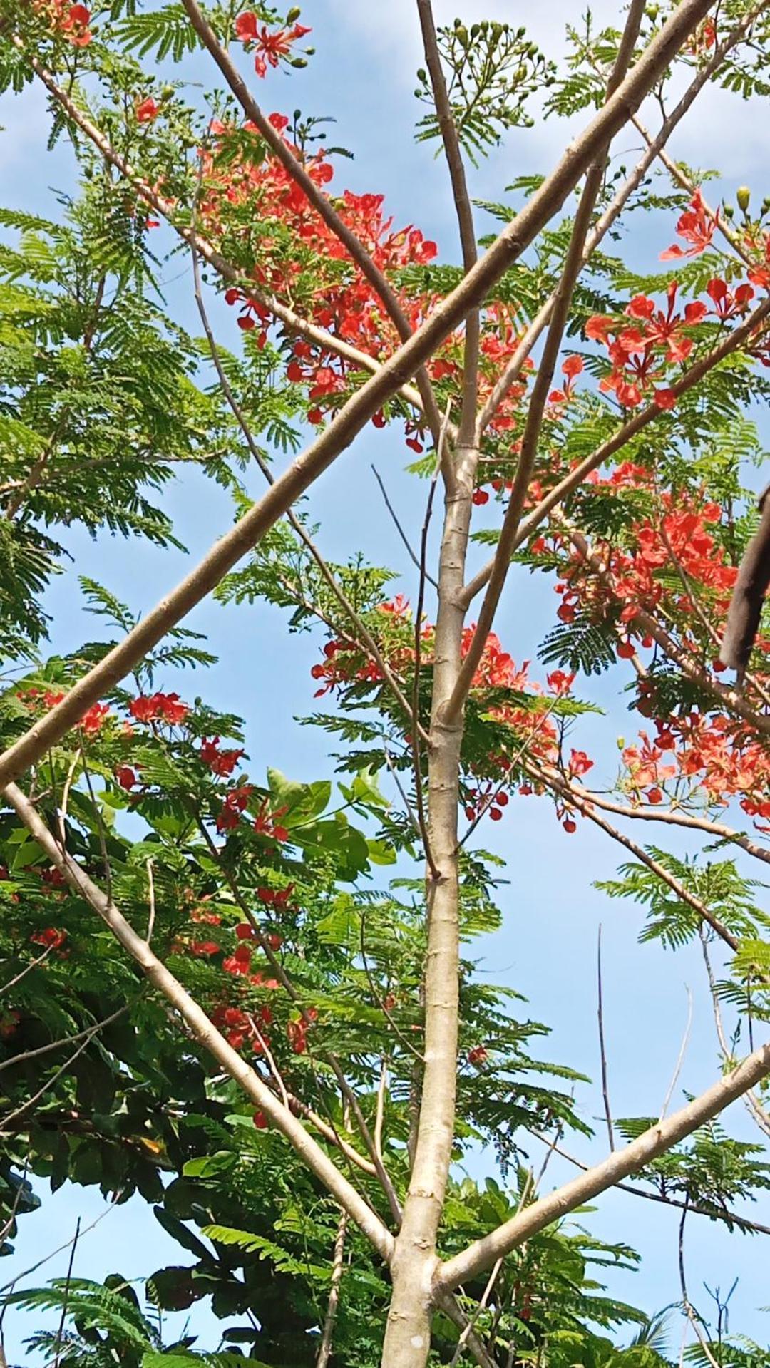 Weeroona Huts Homestay Pacifico San Isidro  Kültér fotó